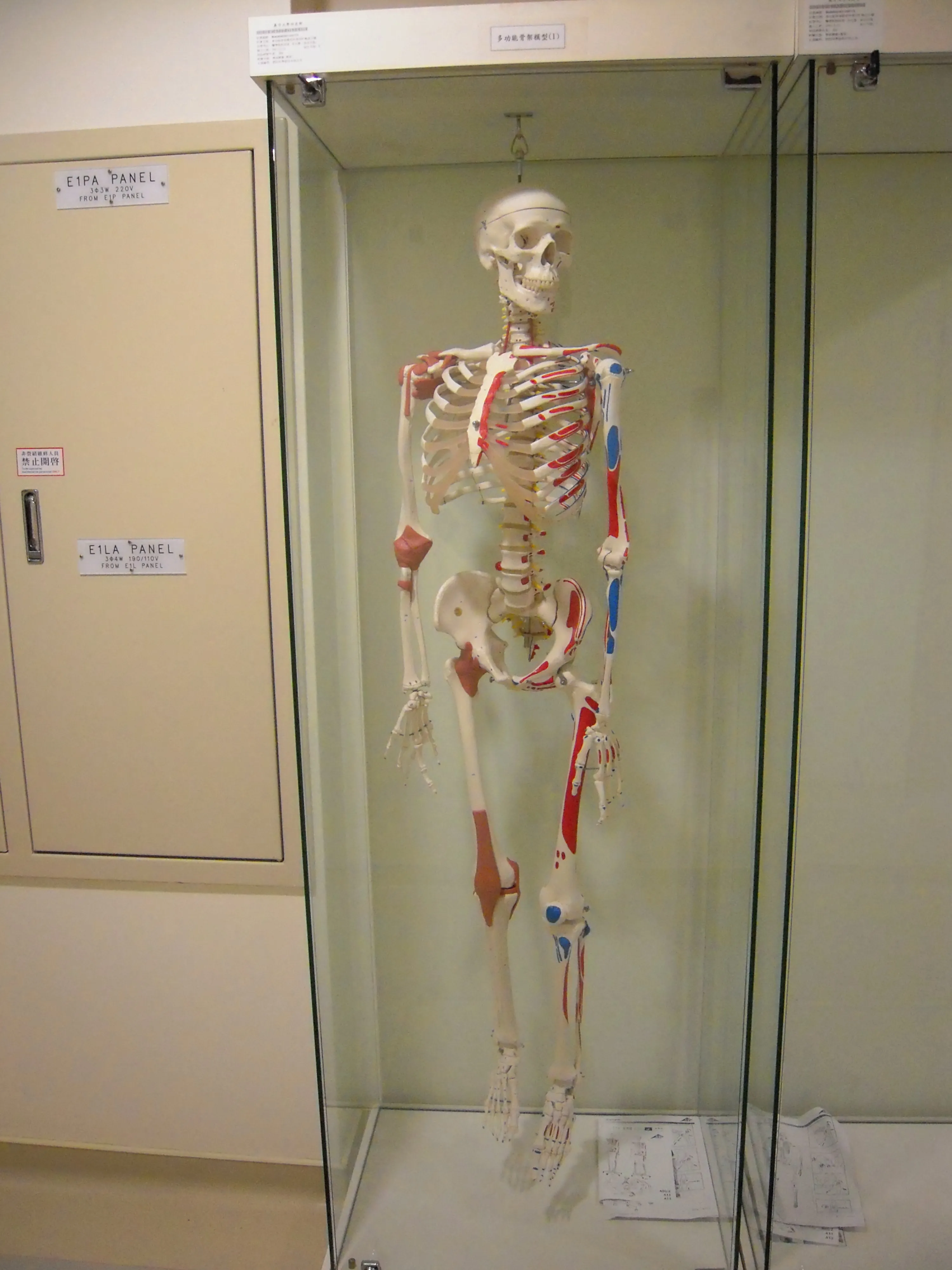 Provide various human models as learning aids for students.